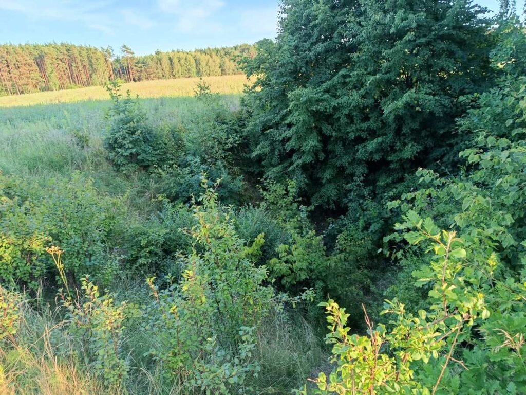 Zarośnięty lej po eksplozji rakiety V-2 w Lisinach. Po ponad 80 latach krater jest w dużej części porośnięty drzewami i krzewami i z poziomu drogi może wyglądać jak naturalne zagłębienie terenu. Fot. Łukasz Augustyński