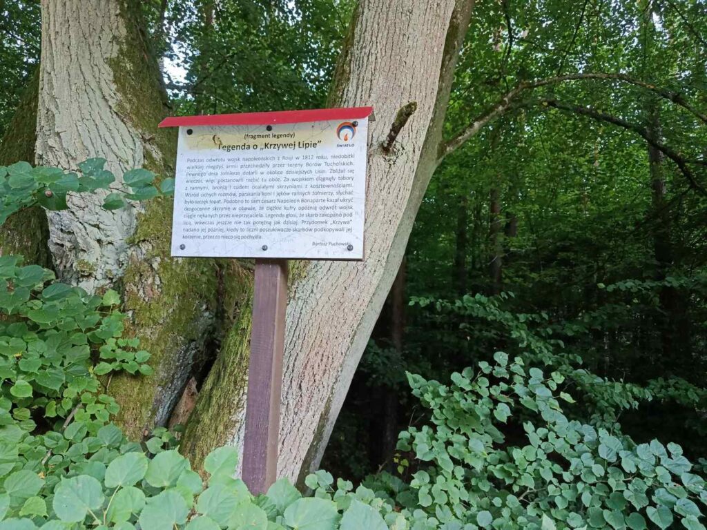 Tablica „Legenda o Krzywej Lipie” stojąca przy starym drzewie na trasie między Wierzchucinem a Lisinami. Opisuje miejscowe podanie o wojskach napoleońskich i ukrytym skarbie. Fot. Łukasz Augustyński