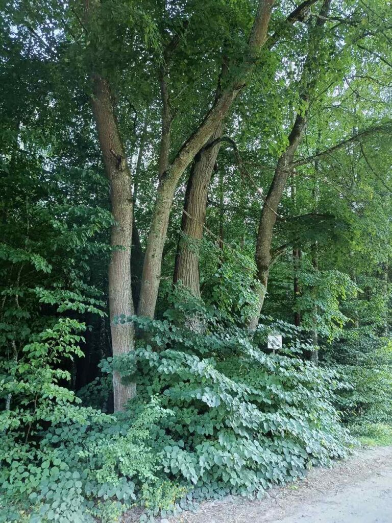 Krzywa Lipa znajduje się przy leśnej drodze między Wierzchucinem a Lisinami w Borach Tucholskich. Niewielka tablica przypomina o miejscowej legendzie związanej z odwrotem wojsk napoleońskich w 1812 roku. Fot. Łukasz Augustyński